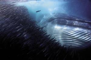 Michael AW/Wildlife Photographer of the Year 2015