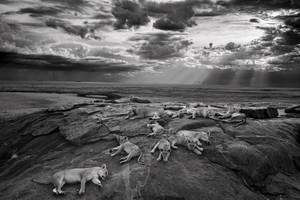 Michael ‘Nick’ Nichols/Wildlife Photographer of the Year 2014