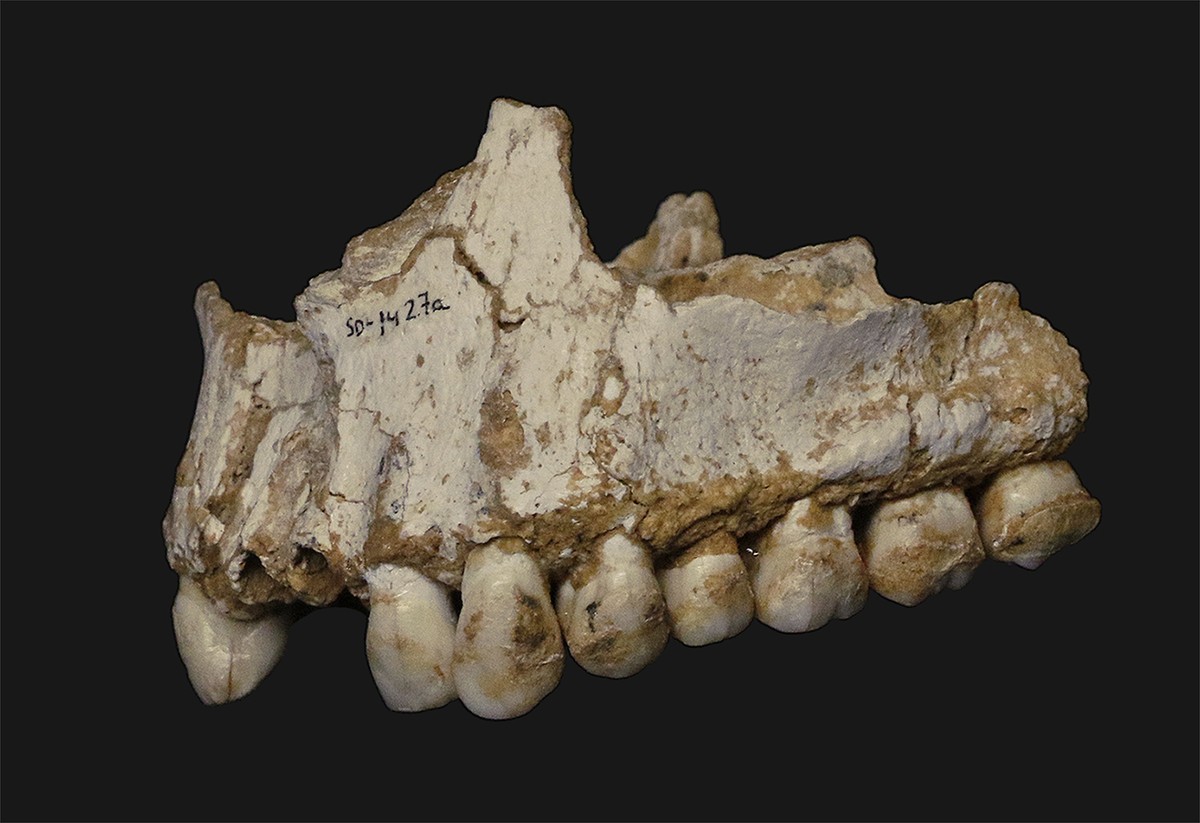 el-sidroneko-neandertalek-landareak-jaten-zituztel