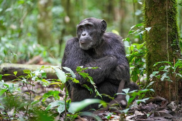 Txinpantzeen komunikazioa eta Jane Goodallen lanaren ondorengoa
