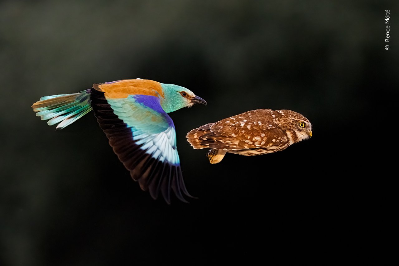 Gertutik jarraika (Avian Tailgating)