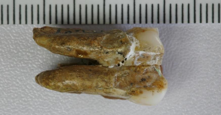 Homo erectus espeziea eta denisovarrak hibridatu zirela frogatu dute