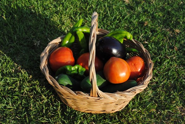 Nekazari ekologiko bat, klimaren aurrean