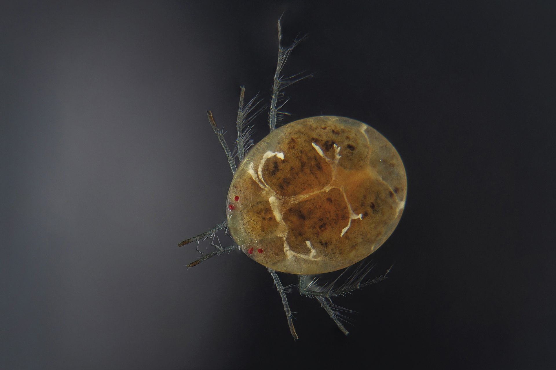 Akaro urtarra Akaro urtarra