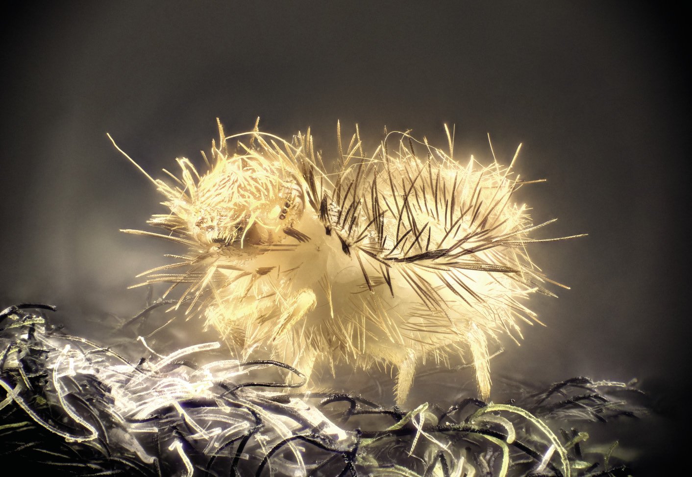 Alfonbrako kakalardoaren larba