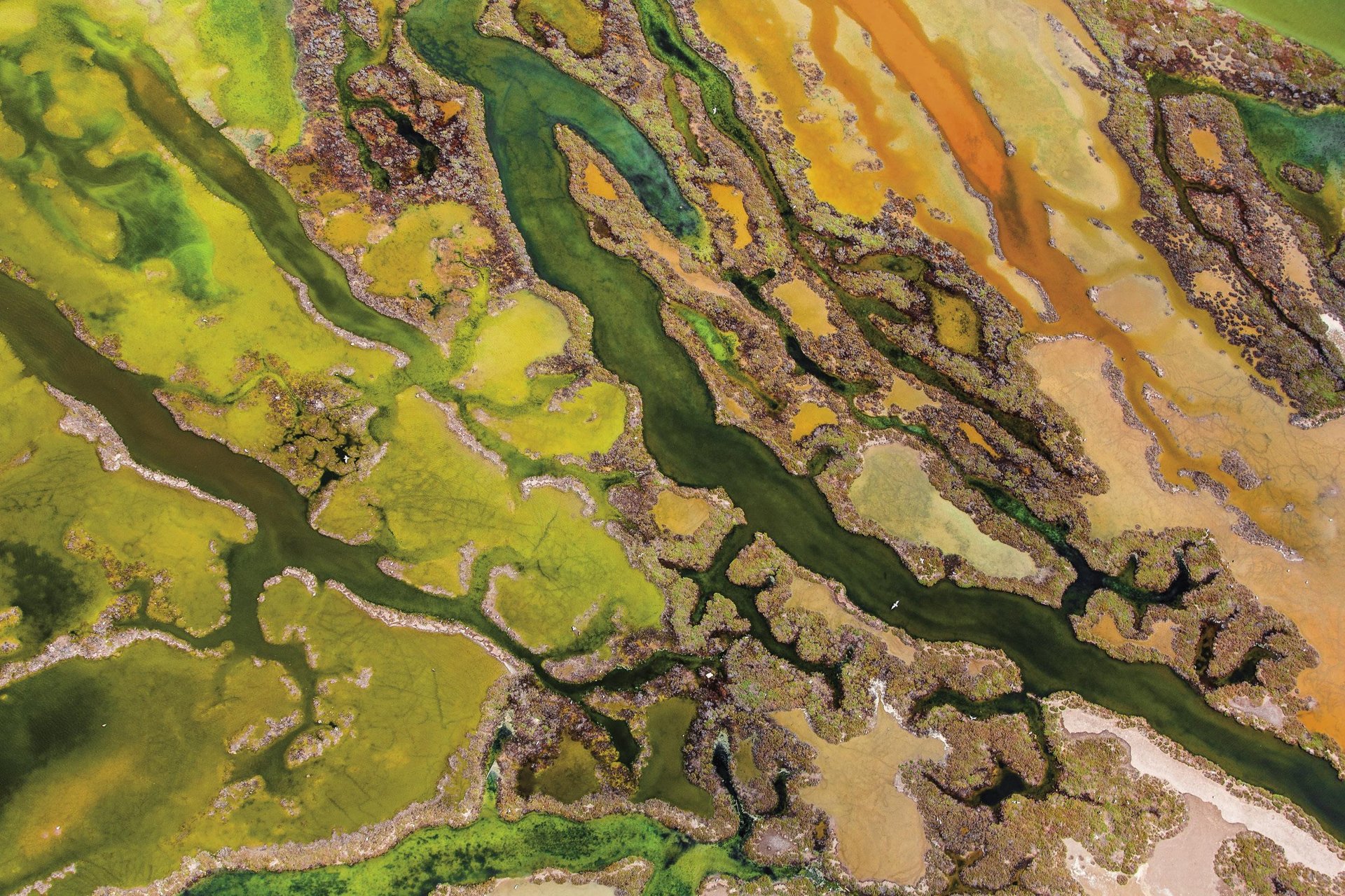 Algen artea (The art of algae)