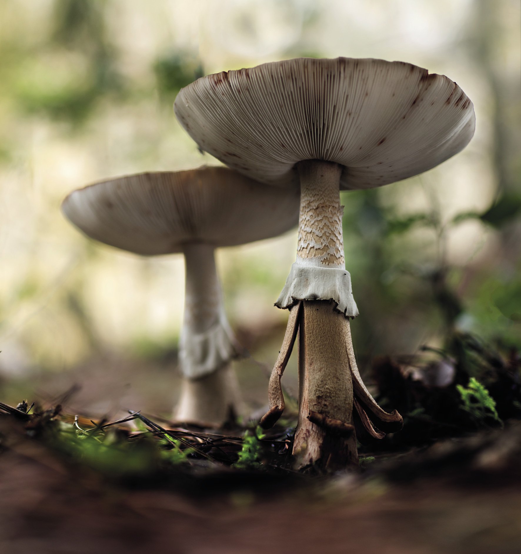 Amanita rubescens Amanita rubescens
