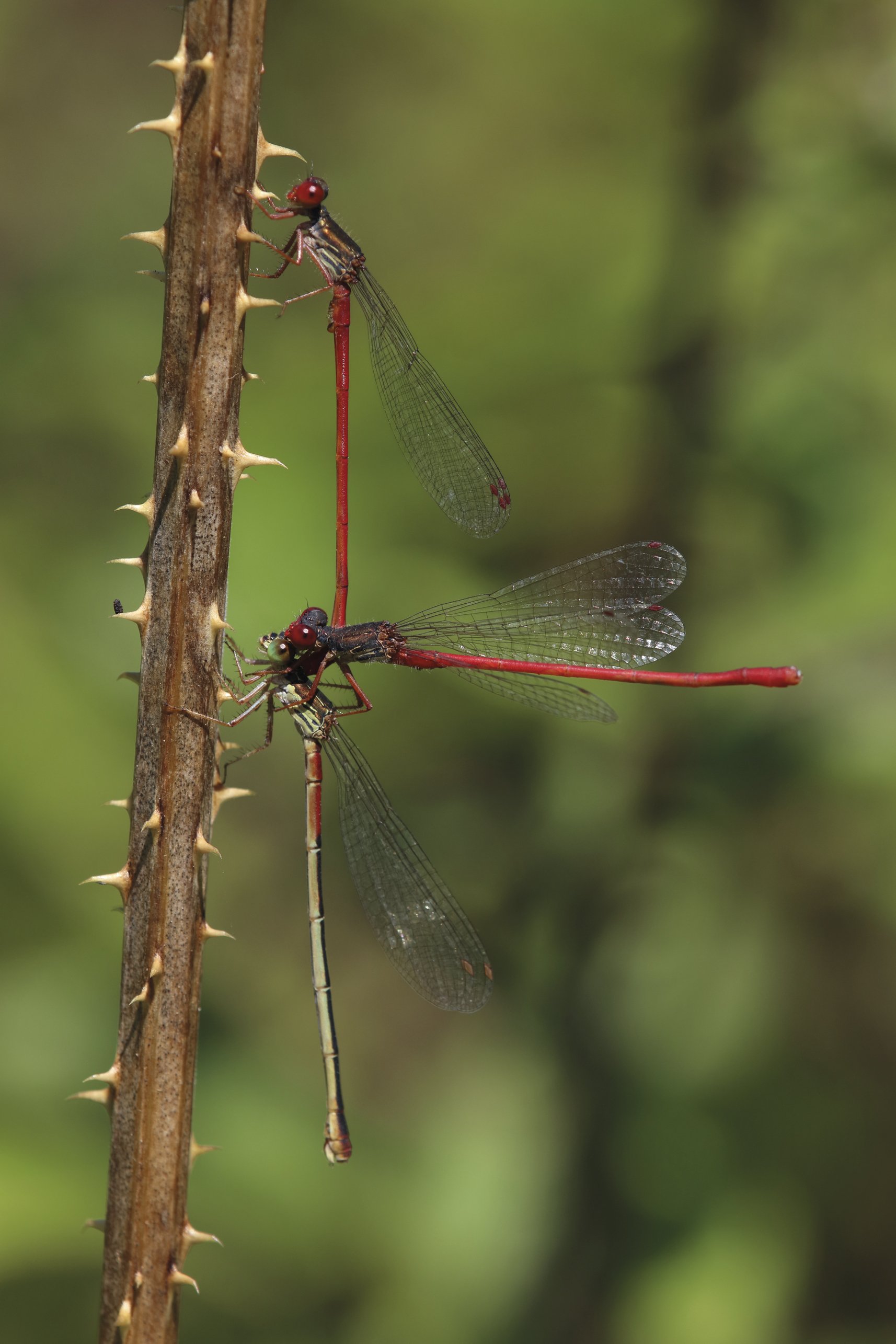 Andere-orratz hankagorria (Ceriagrion tenellum) Andere-orratz hankagorria (Ceriagrion tenellum)