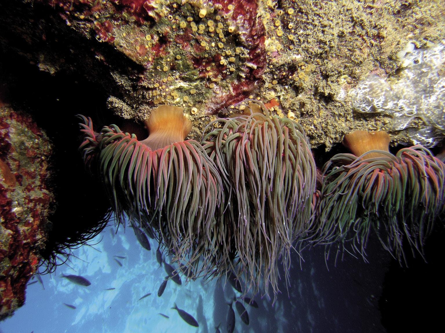 Anemona arrunta (Anemonia sulcata)