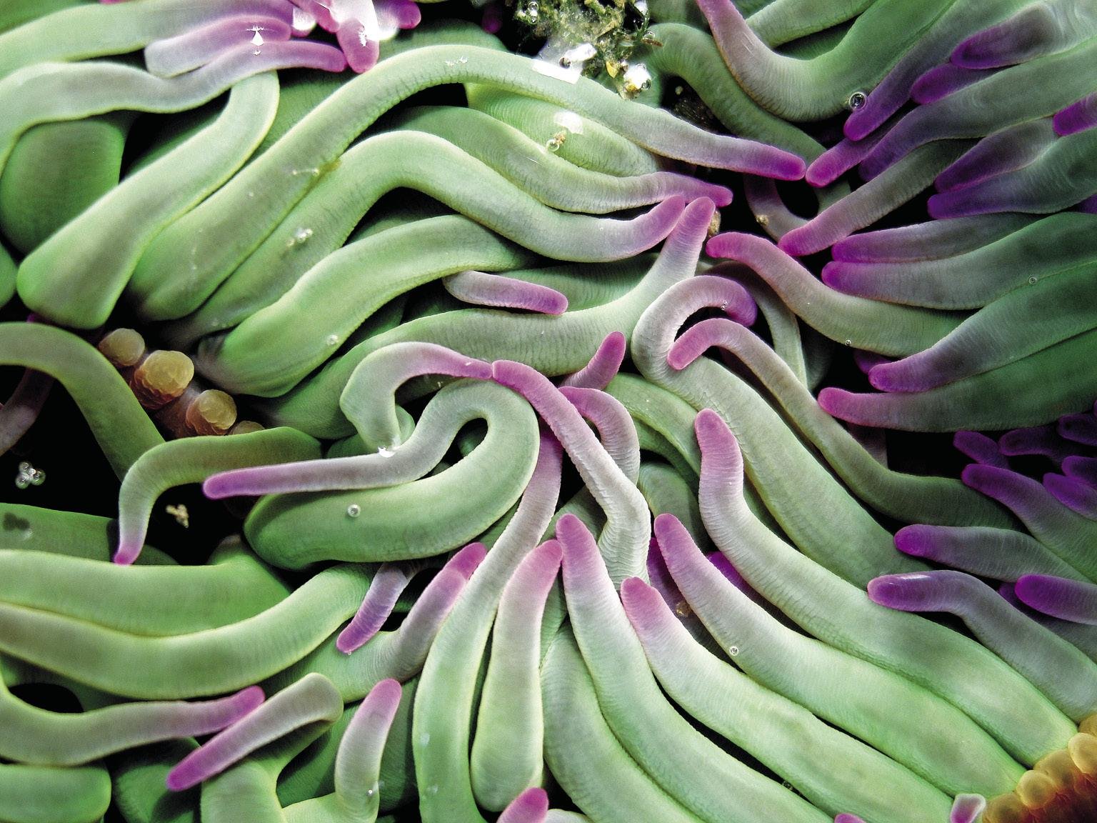 Anemonia sulcata_opt27