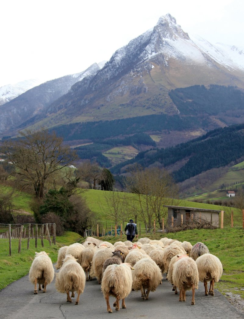 Artaldea artzaina Txindoki 