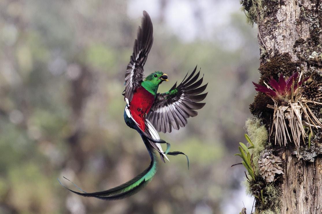 Banaketa koloretsua (Resplendent delivery) Banaketa koloretsua (Resplendent delivery)