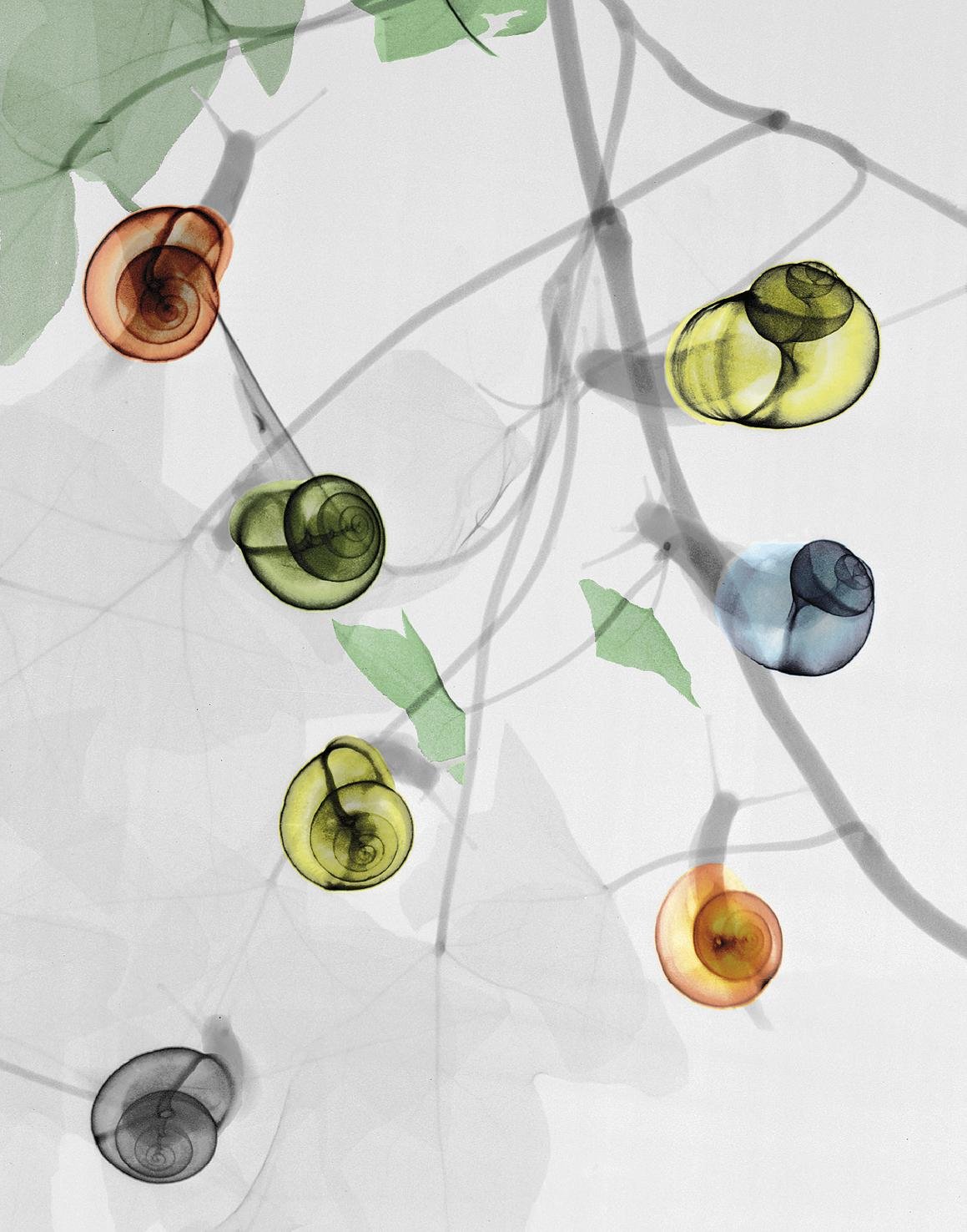 Barraskilo_Erradiografia92