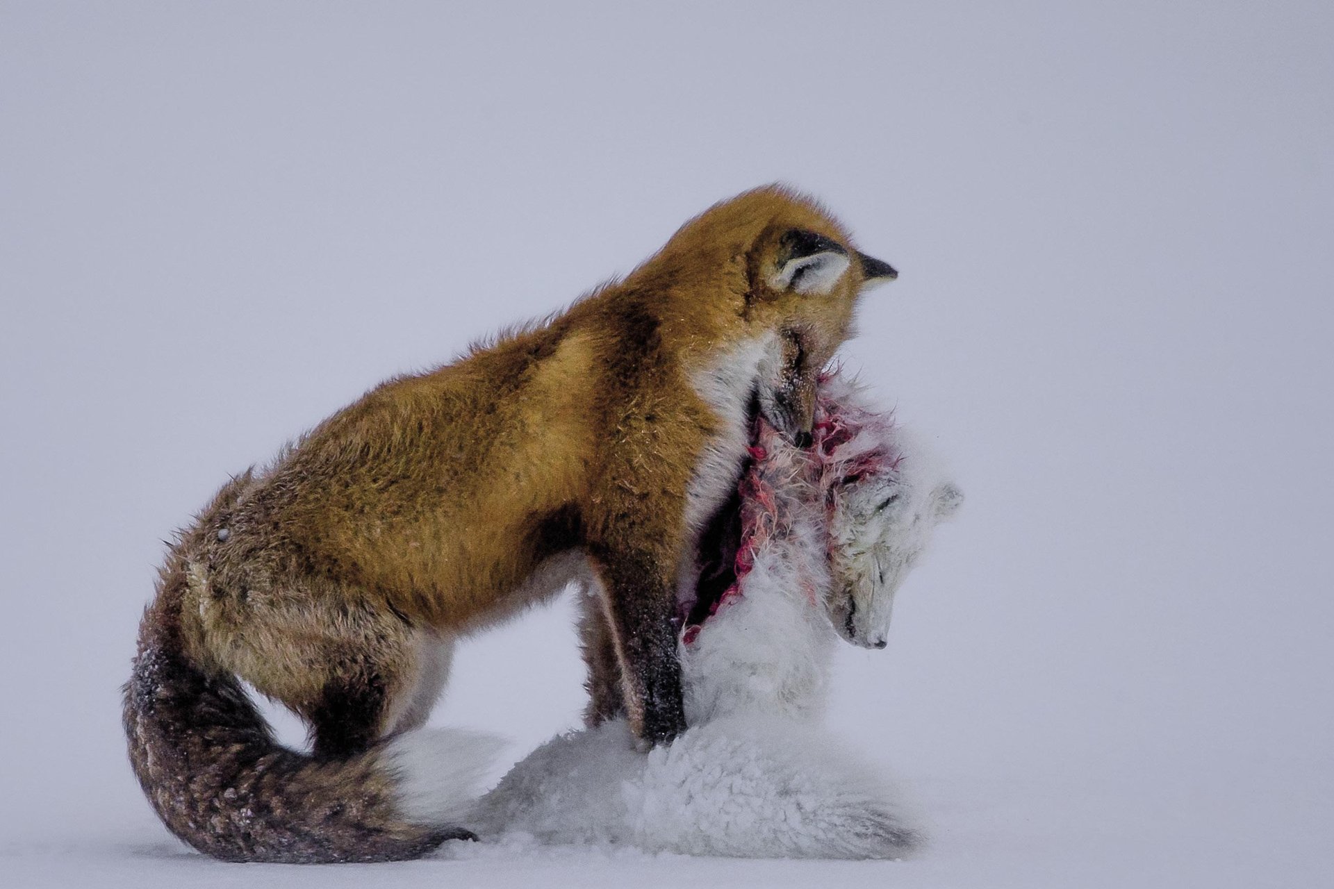 Bi azeriren istorioa (A tale of two foxes)