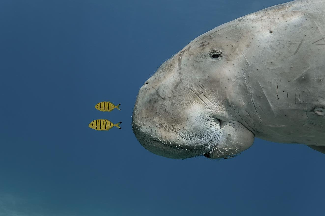 Bidaideak (Travelling companions) Bidaideak (Travelling companions)