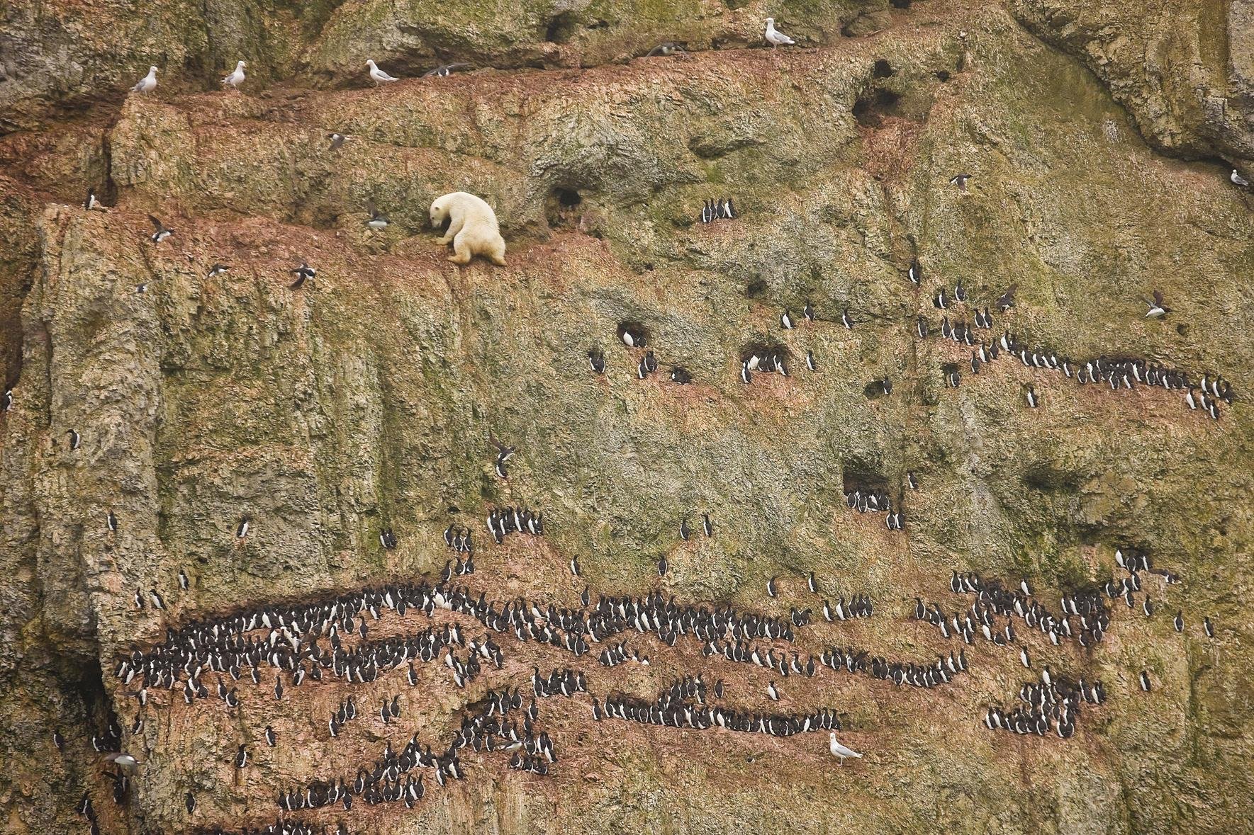 Bilketa arriskutsua (Perilous pickings)