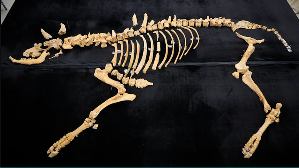 Aintzinako megafaunaren desagerpena