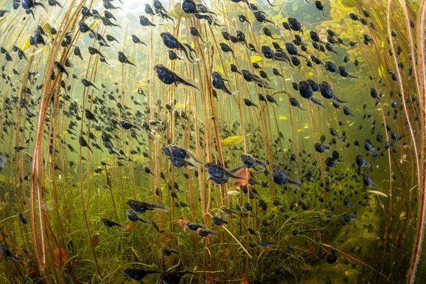 Biziaren saldoa (The Swarm of Life)