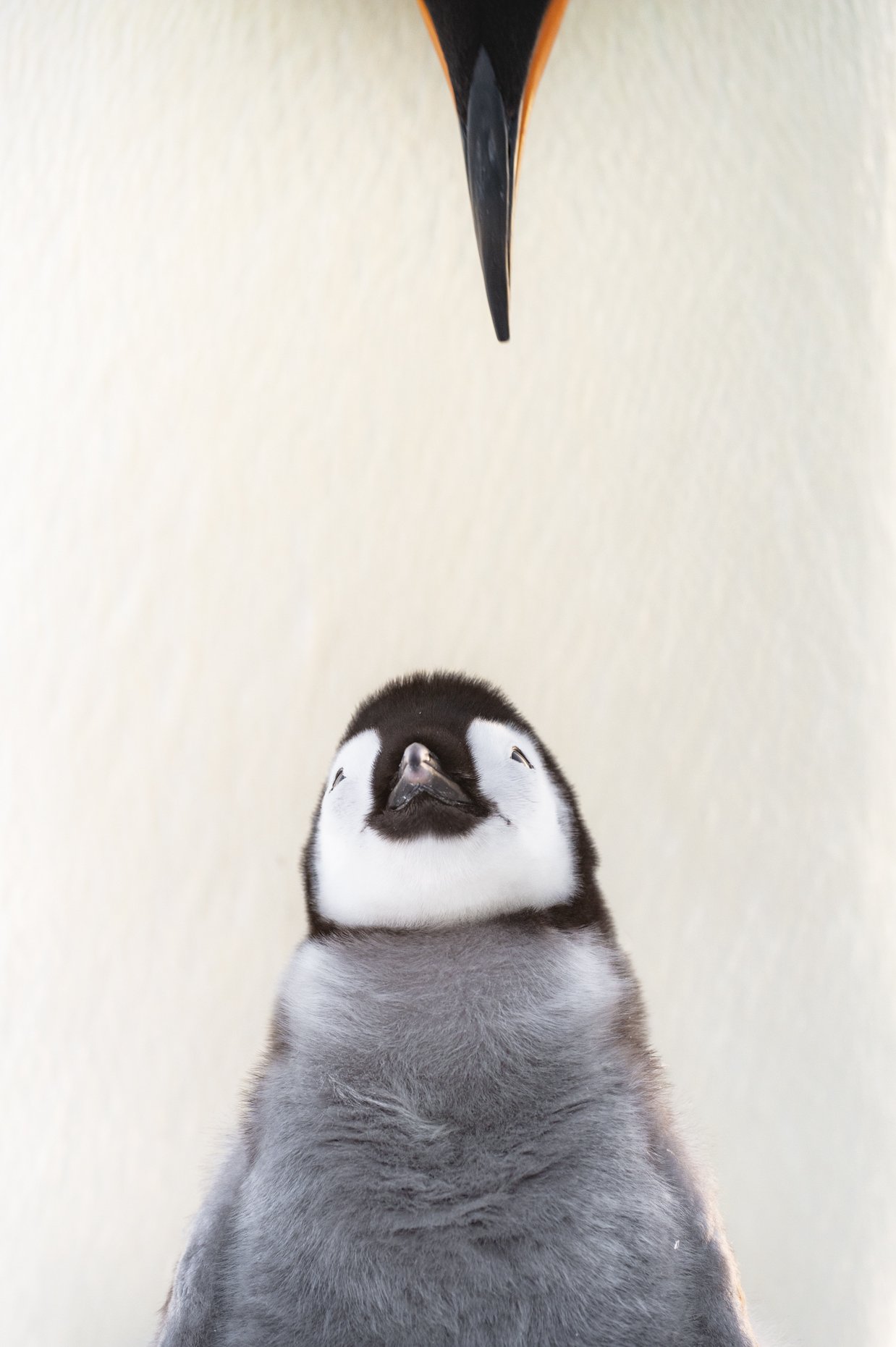 Bizitzaren lotura (Bond of Life)