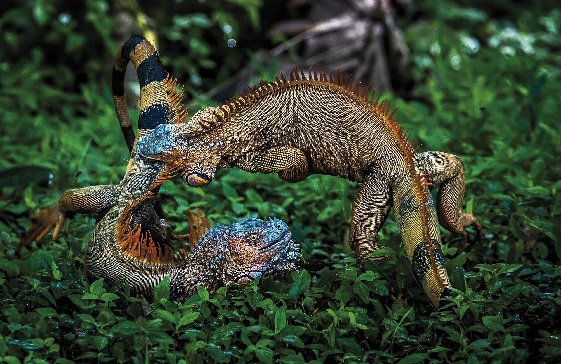 Borroka-koloreak (Battle colours) Borroka-koloreak (Battle colours)