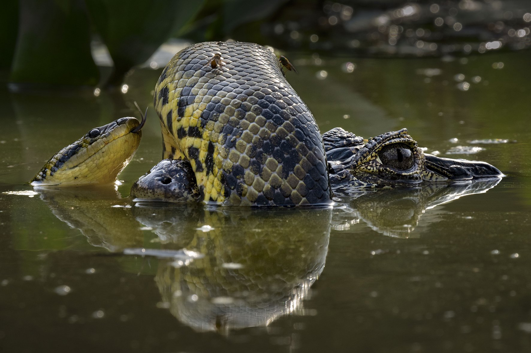 Borroka hezegunean (Wetland Wrestle)
