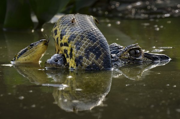 Borroka hezegunean (Wetland Wrestle)