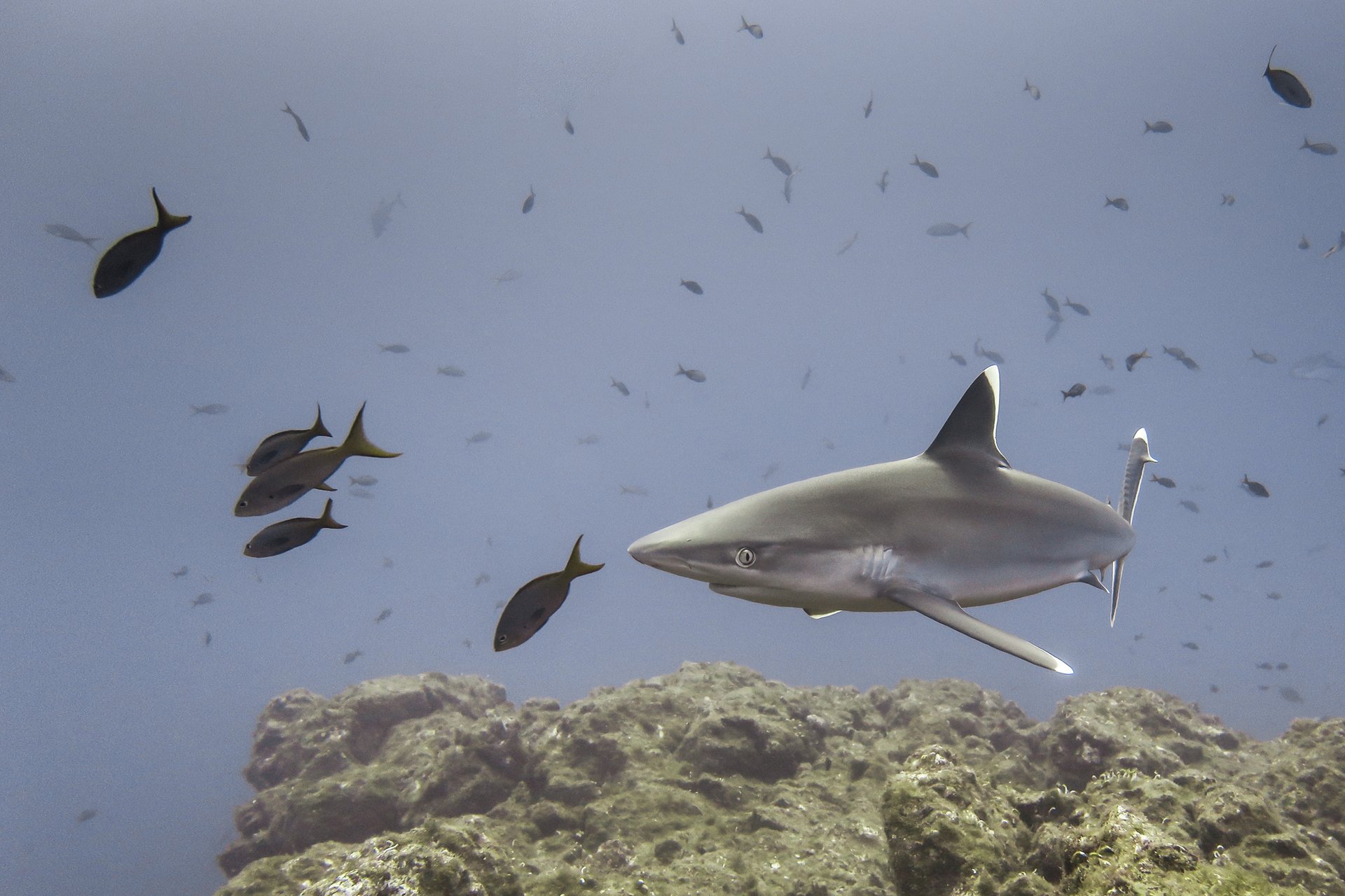 Carcharhinus albimarginatus marrazoa Carcharhinus albimarginatus marrazoa