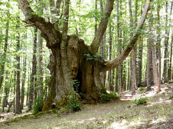 Gaztainondoen kulturaren gainbeherak ehun urte baino gehiago ditu