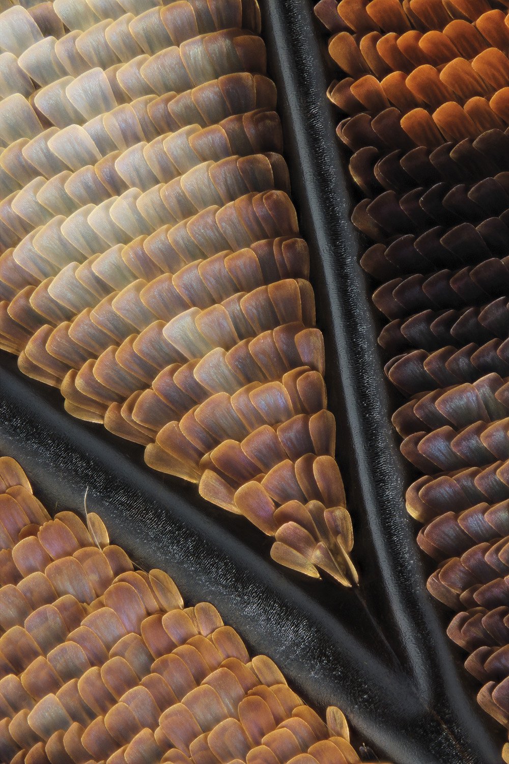 Charaxes generoko tximeleta baten hegoa