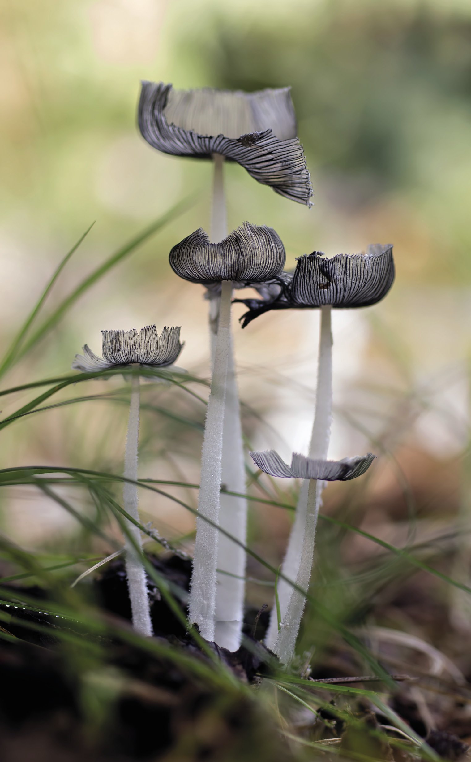 Coprinus lagopus Coprinus lagopus