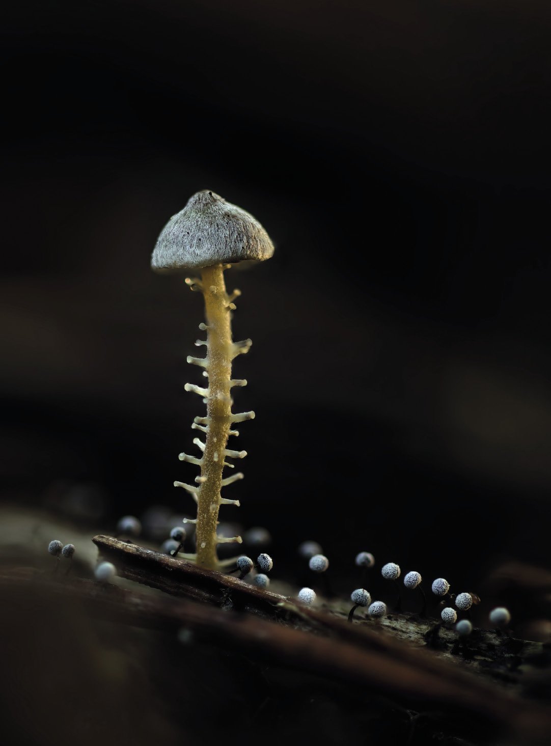 Dendrocollybia racemosa Dendrocollybia racemosa