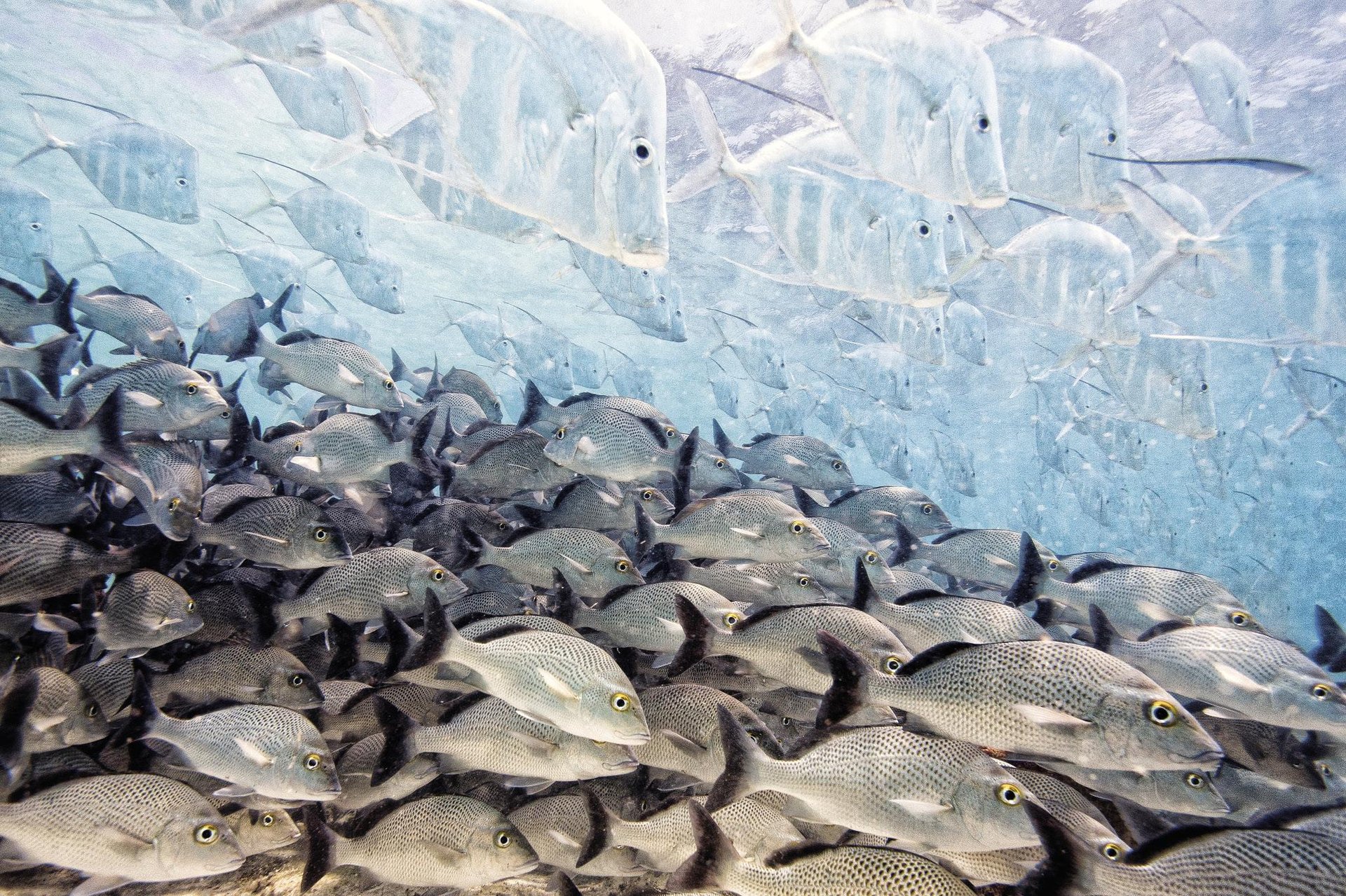 Desagertzen diren arrainak (The disappearing fish)