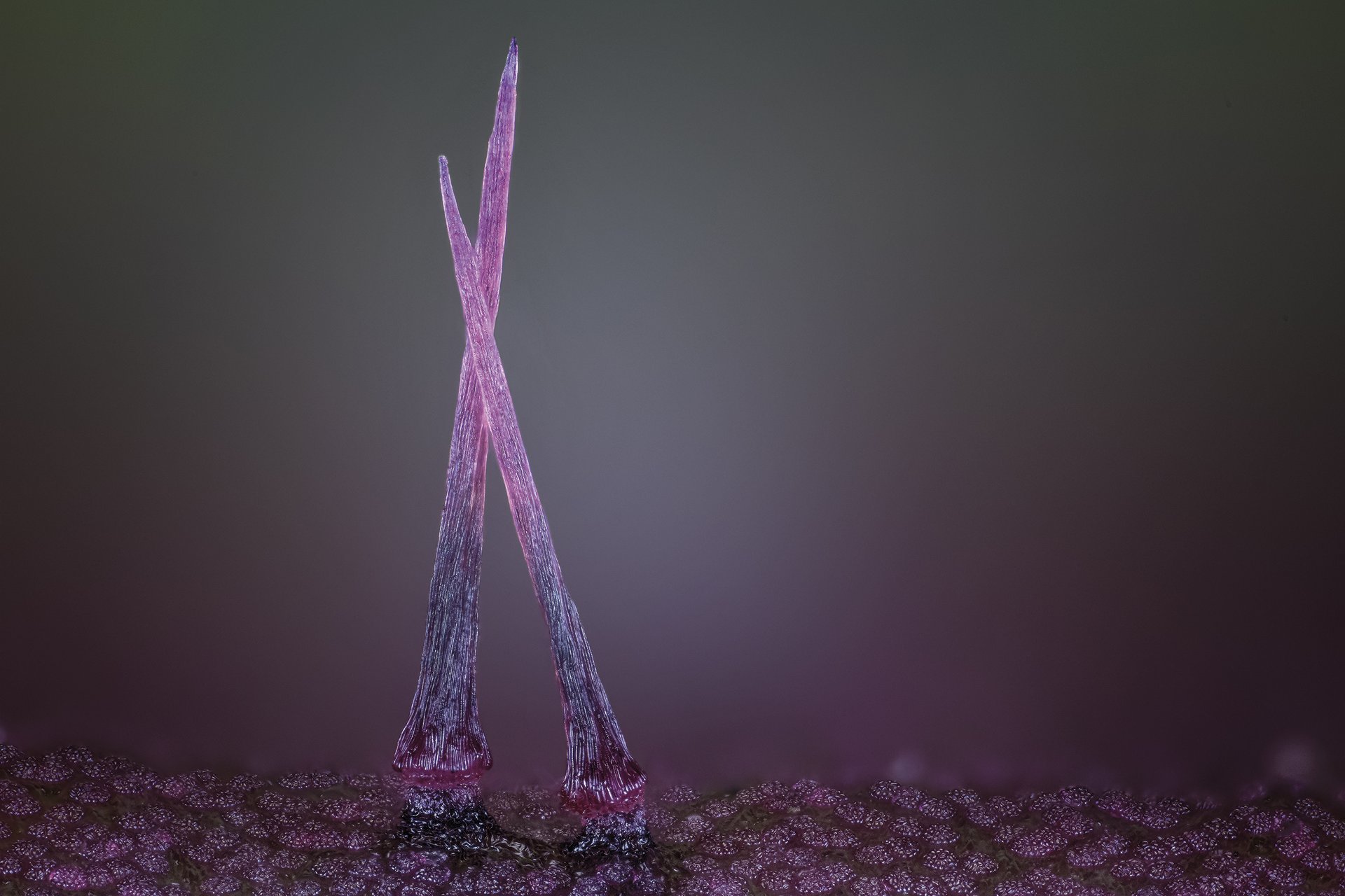 Dionaea muscipula landare  intsektujalearen mekanosentsoreak.