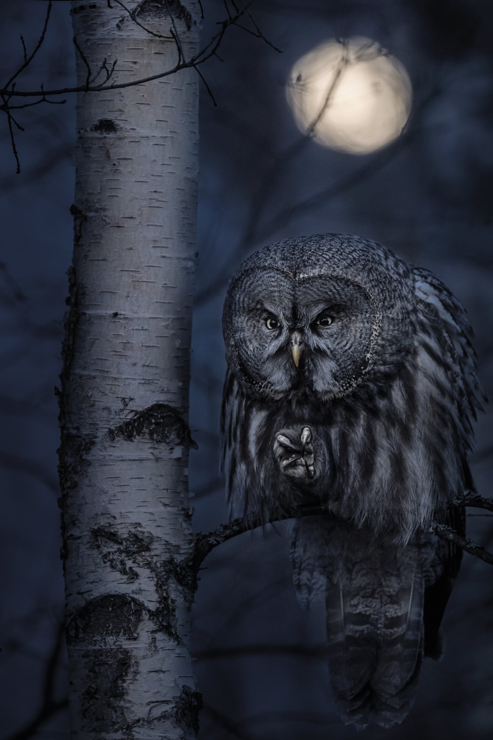 Ehiztari gautarra (Night Hunter)