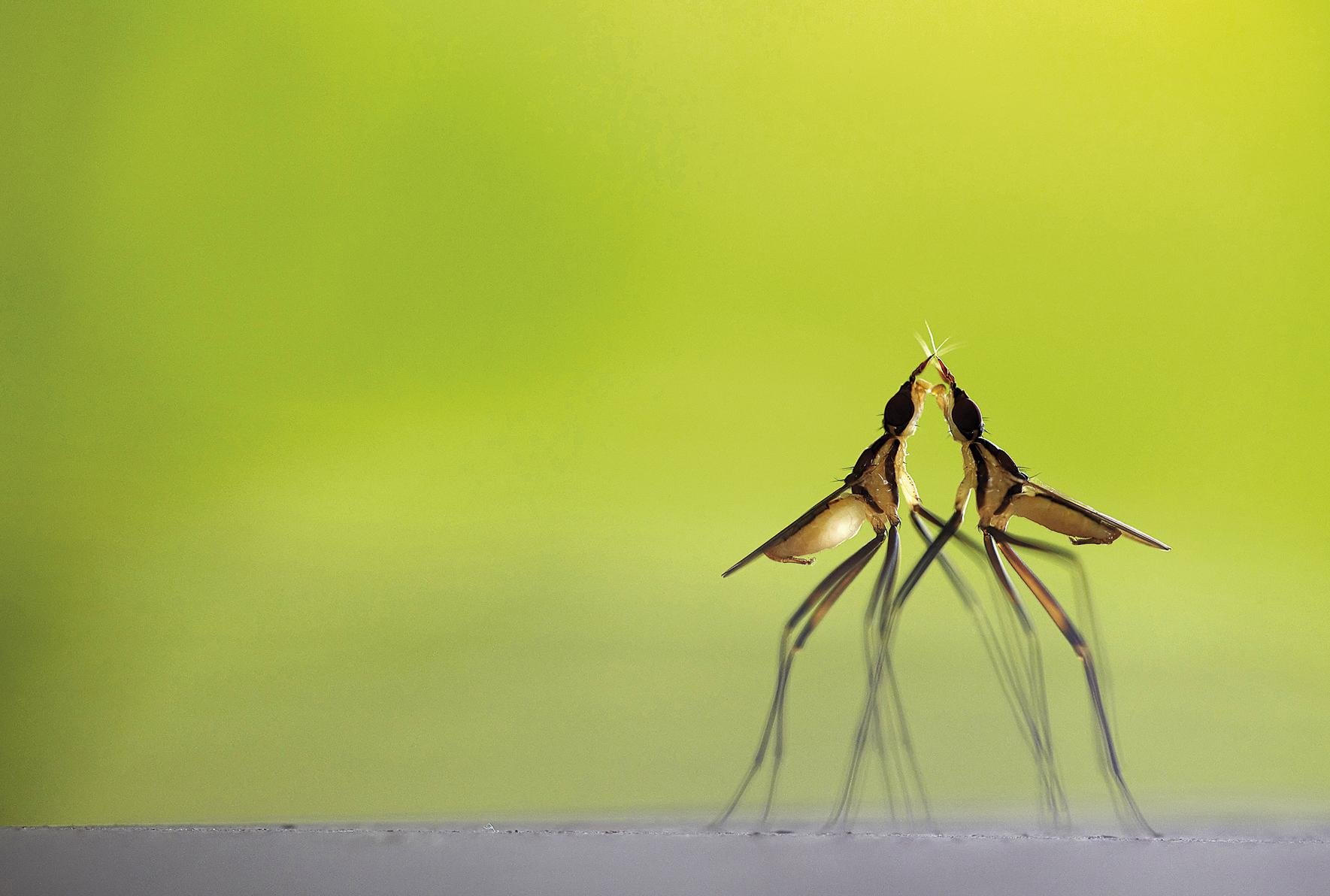 Elkarri neurria hartzen (Sizing up)