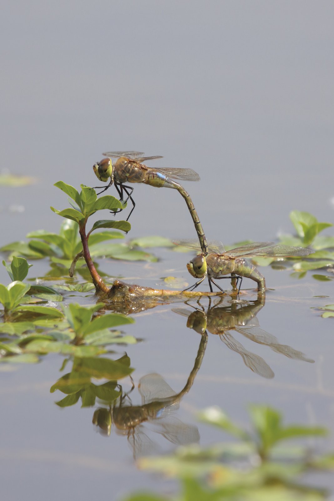Enperadore migratzailea (Anax ephippiger) Enperadore migratzailea (Anax ephippiger)