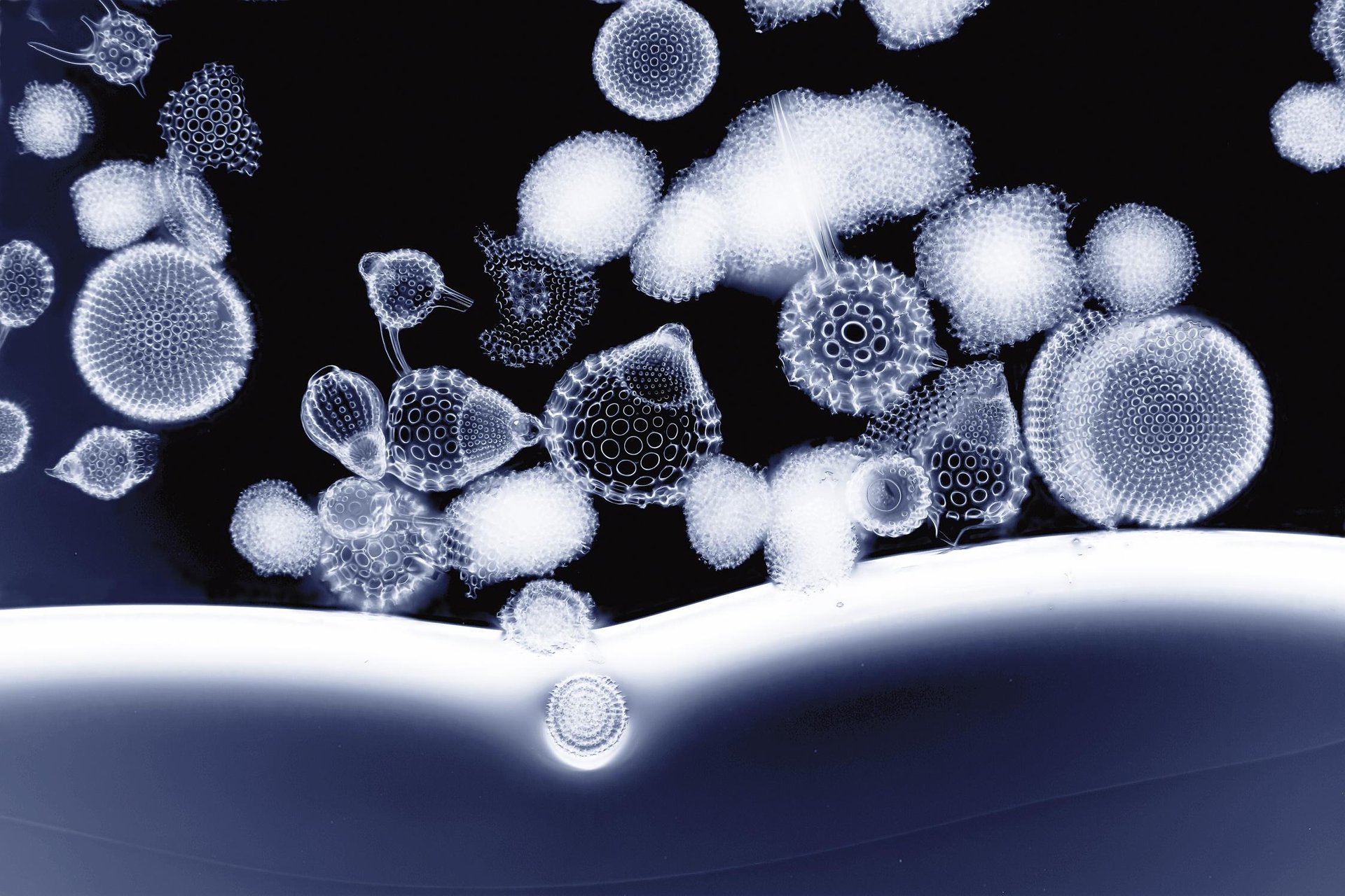 Erradiolarioen eskeletuak (x120)