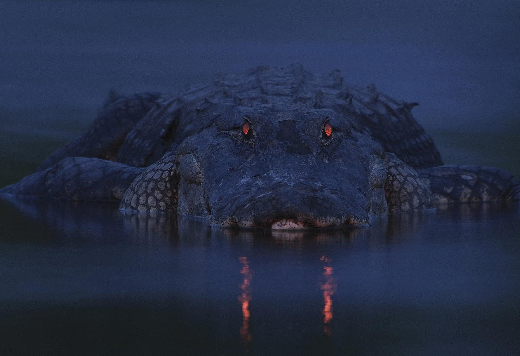 Gaueko arrisku-argia (Warning night light)