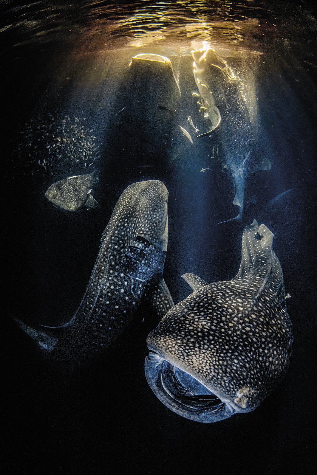 Gaueko erraldoiak (Giants of the night)