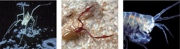 Haitzulotako fauna