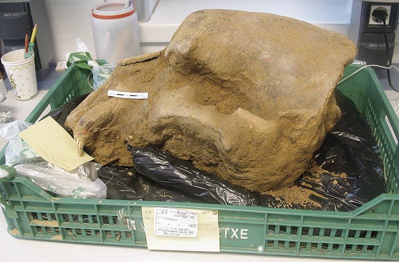 Hartza Burgosera iritsitakoan