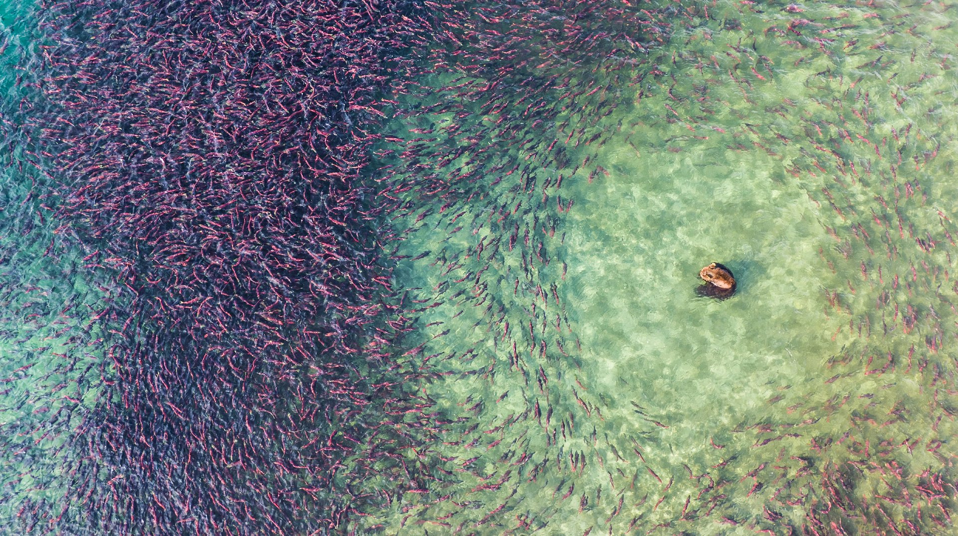 Hartza arrantzan (Bear’s fishing)