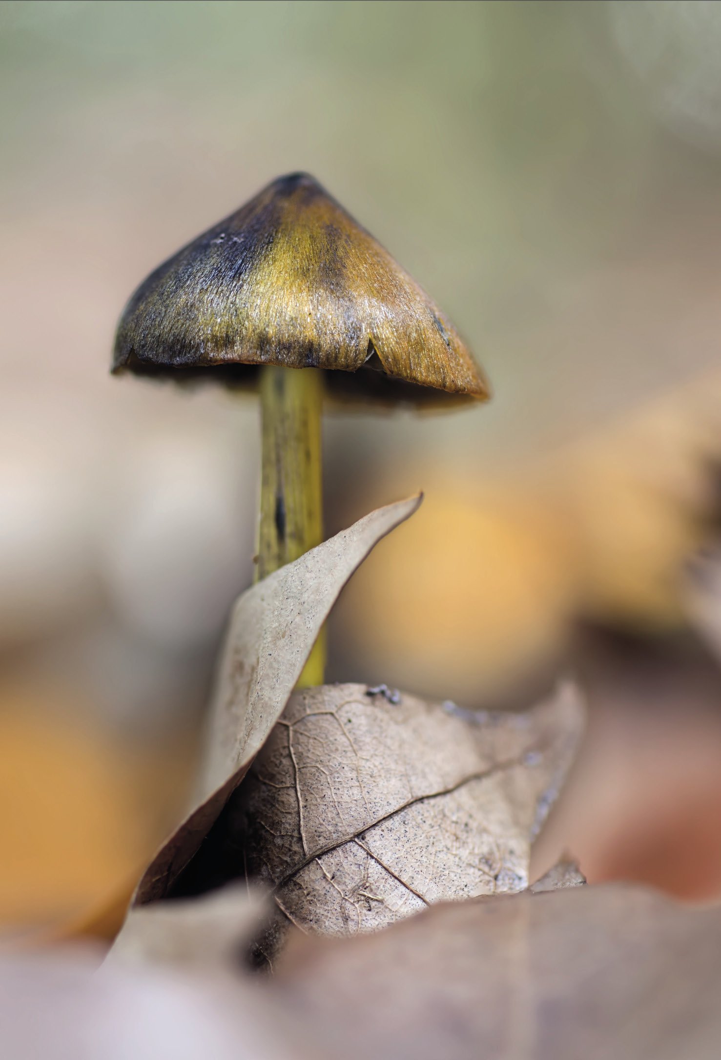 Higrocybe conica Higrocybe conica
