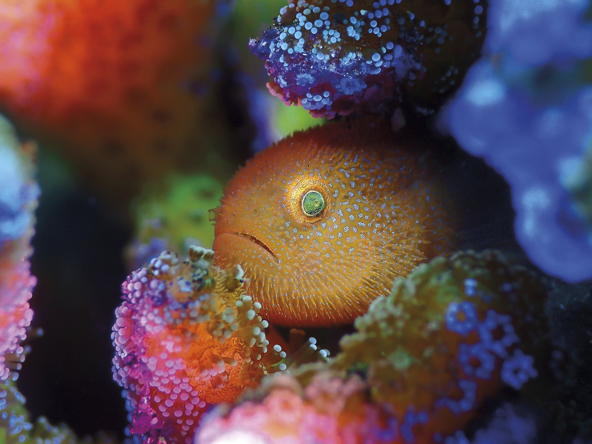 Hortzadar-zarboa (Rainbow Goby) Hortzadar-zarboa (Rainbow Goby)