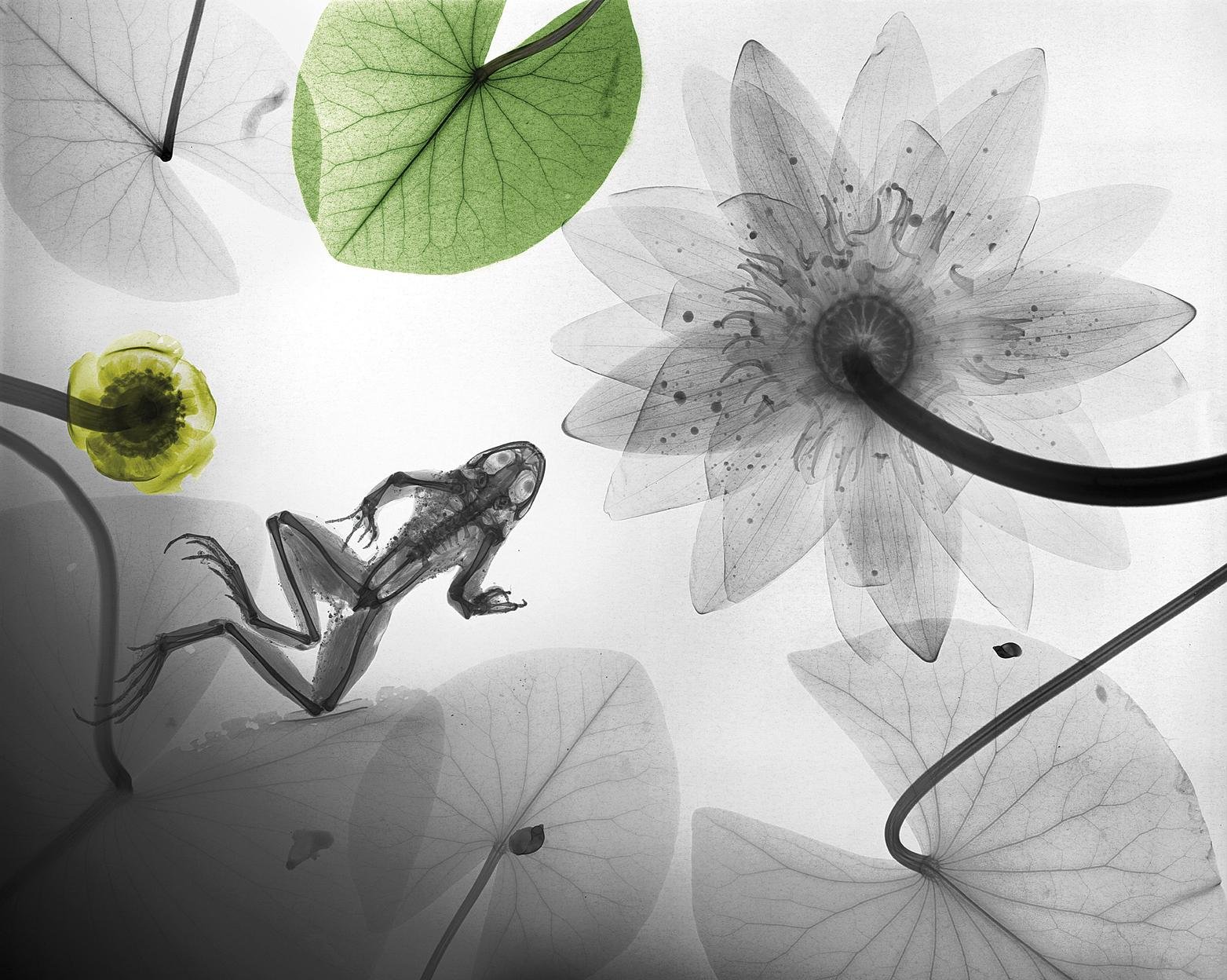 Igela_Erradiografia86