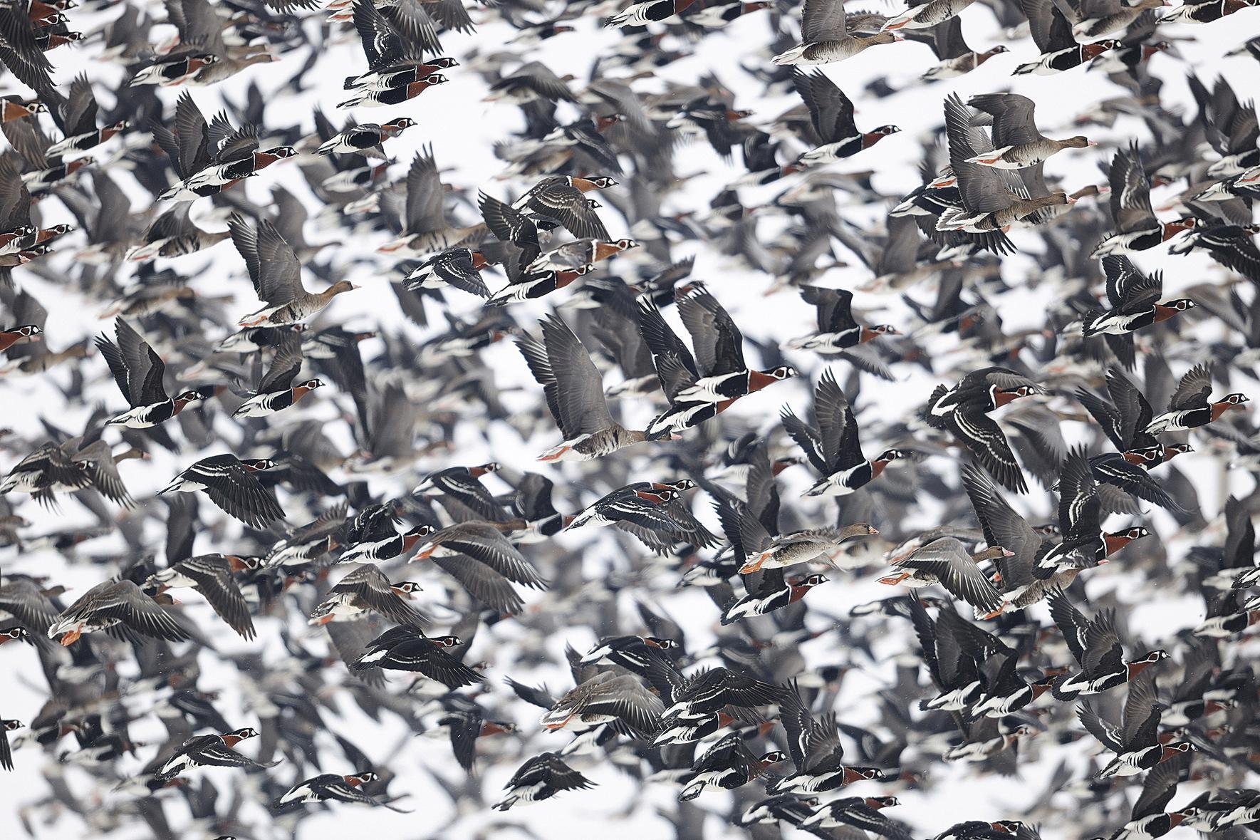 Ihesaldia (The great escape)