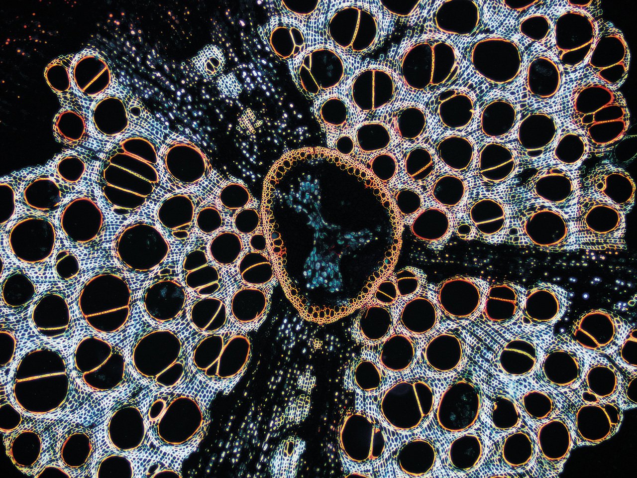 Ipomoea cairica landare igokariaren zurtoinaren ze