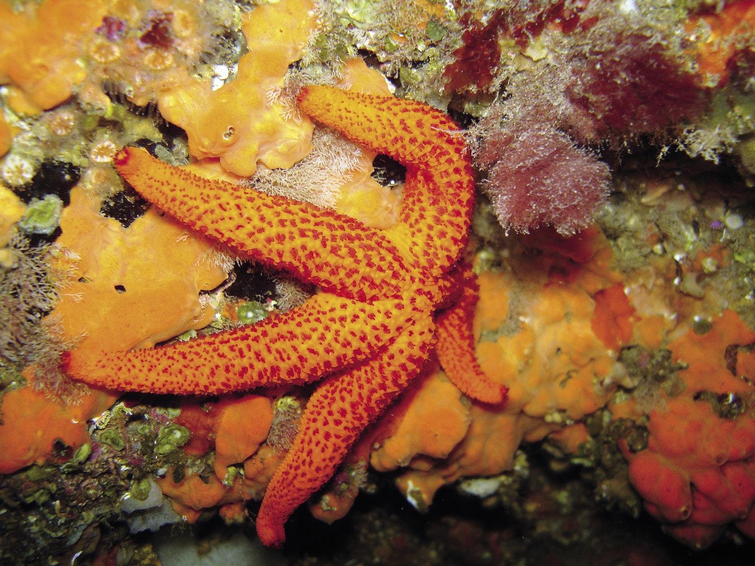 Itsas izar arantzadun gorriak (Echinaster sepositus)