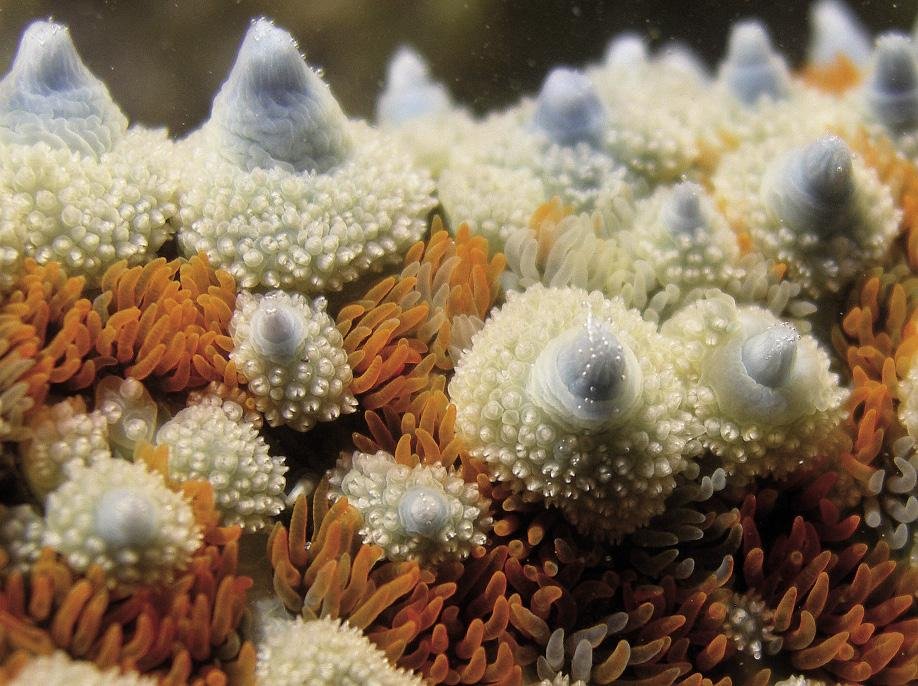 Itsas izar arrunta (Marthasterias glacialis)