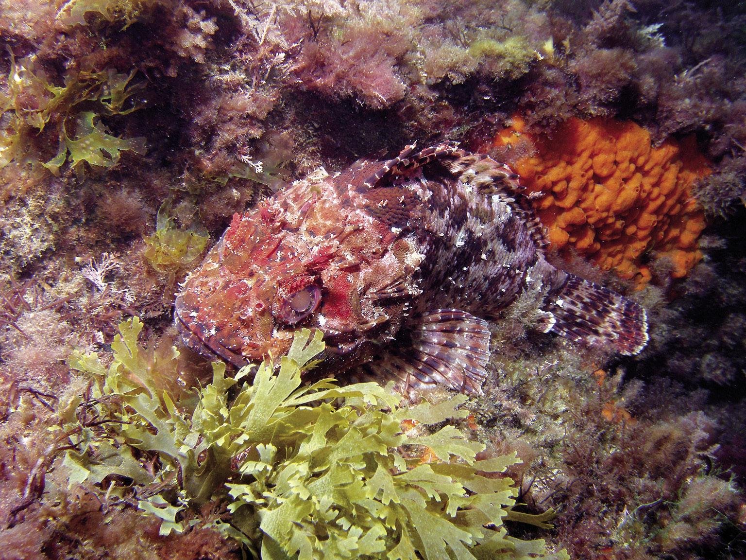 Itsas kabra (Scorpaena porcus)